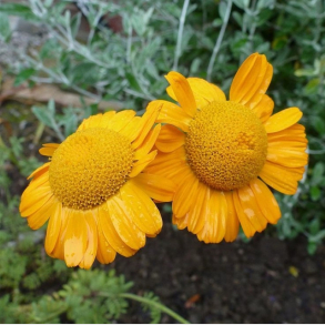 Anthemis sancti-johannis - G�seurt 