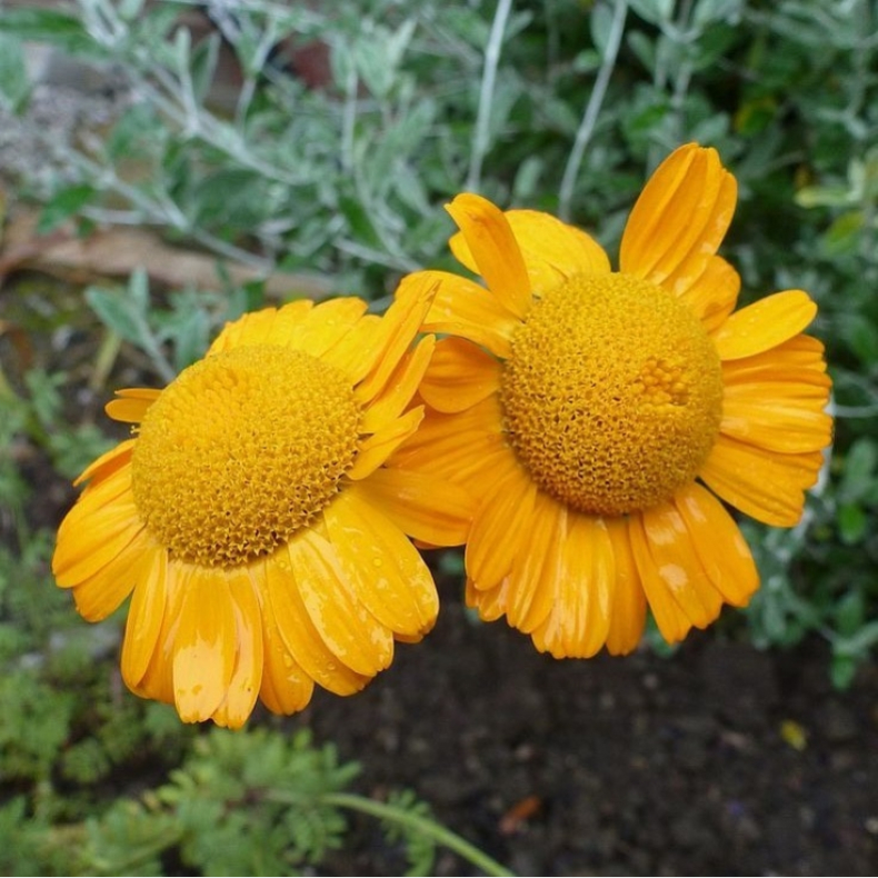 Anthemis sancti-johannis - G�seurt 