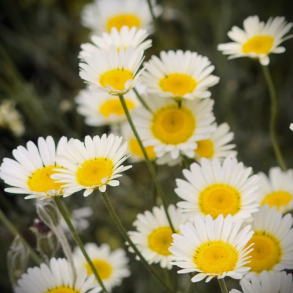 Anthemis tinctoria Alba  - Farveg�seurt