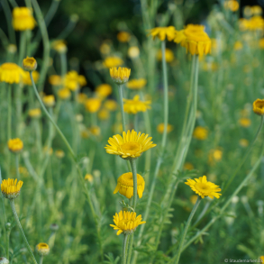Anthemis tinctoria  - Farveg�seurt