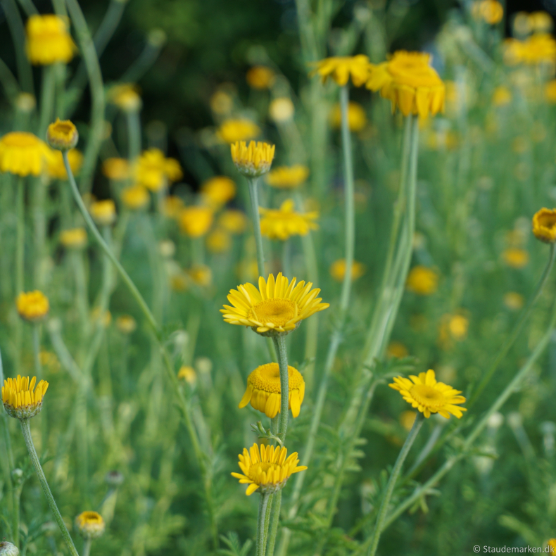 Anthemis tinctoria  - Farveg�seurt