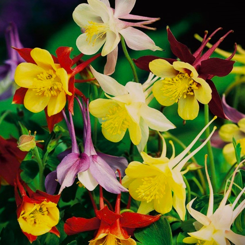 Aquilegia McKana Hybrids - Akeleje