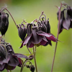Aquilegia atrata - Akeleje