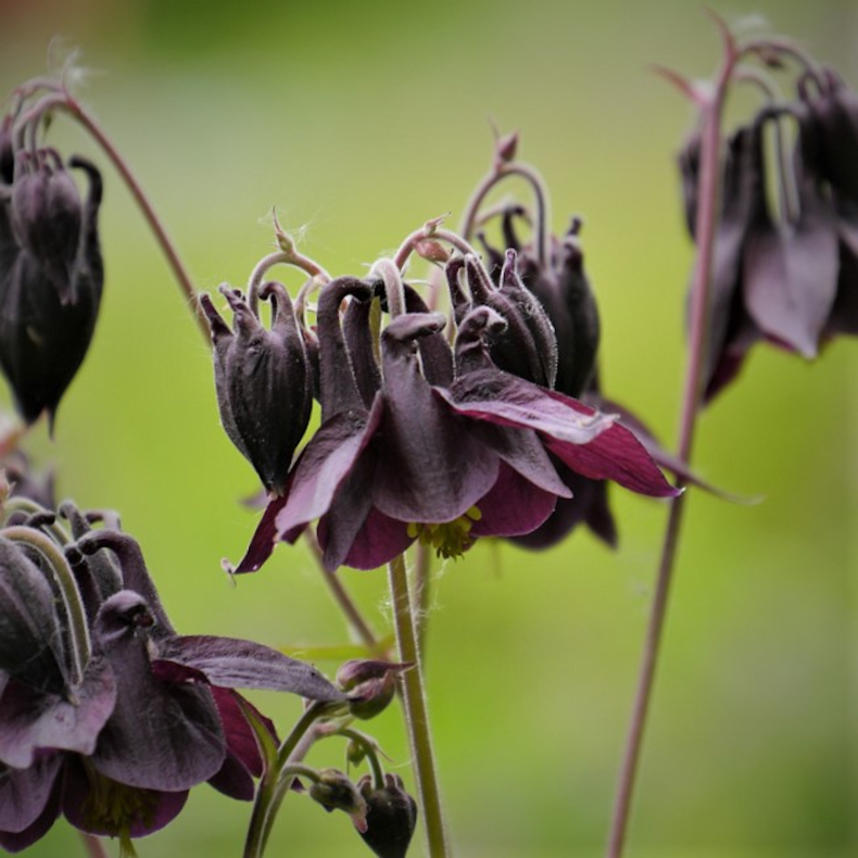 Aquilegia atrata - Akeleje