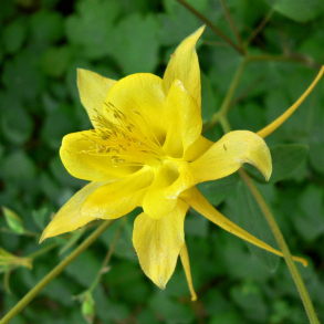 Aquilegia chrysantha Yellow Queen - Akeleje