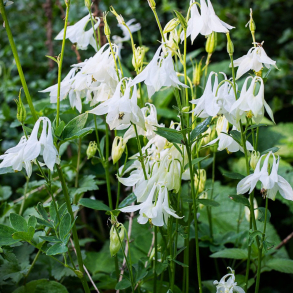 Aquilegia vulgaris Alba - Akeleje