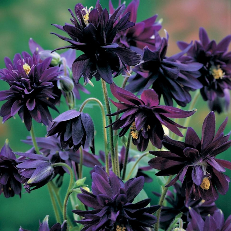 Aquilegia vulgaris Black Barlow - Akeleje