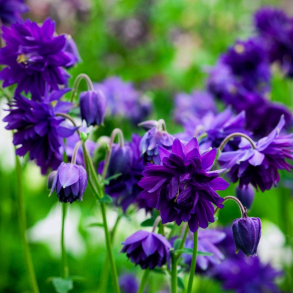 Aquilegia vulgaris Blue Barlow - Akeleje