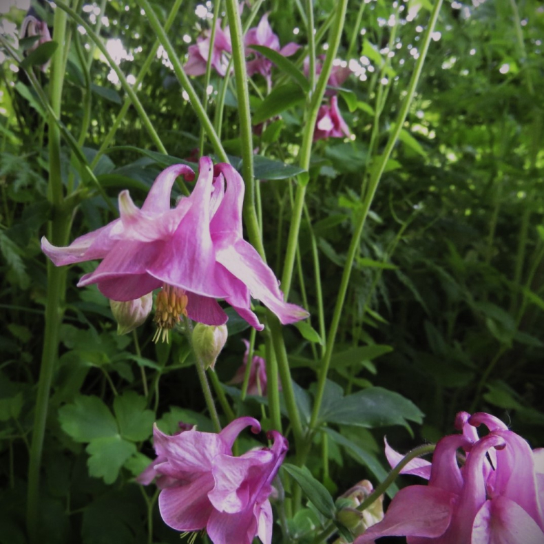 Aquilegia vulgaris Heidi - Akeleje