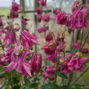 Aquilegia vulgaris Pink - Akeleje