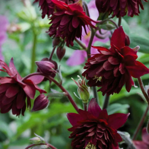 Aquilegia vulgaris Ruby Port - Akeleje