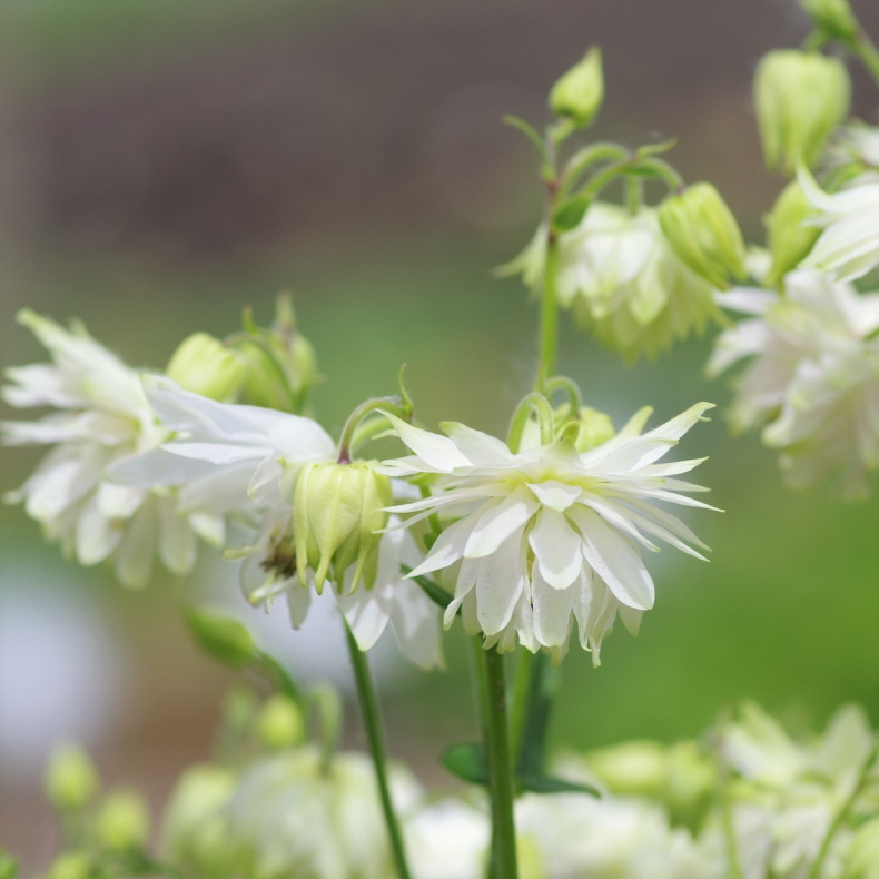 Aquilegia vulgaris White Barlow - Akeleje