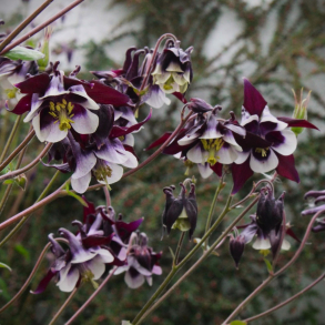 Aquilegia  vulgaris William Guiness - Akeleje