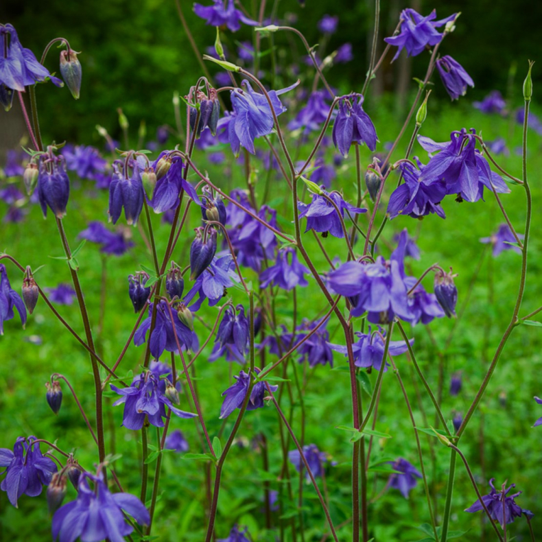 Aquilegia vulgaris - Akeleje