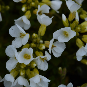 Arabis caucasica Snowcap - Kalkkarse