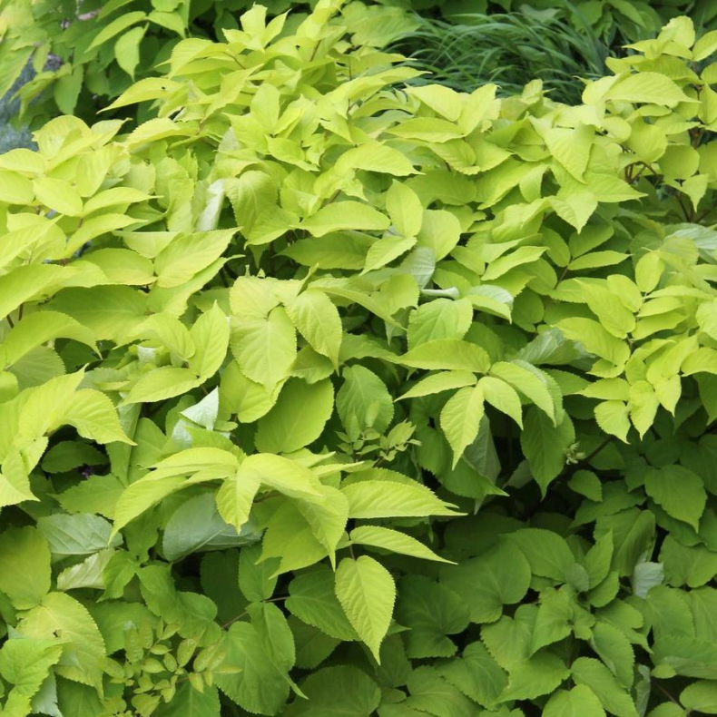 Aralia cordata Sun King - Aralie