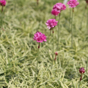 Armeria maritima Nifty Thrifty - Engelsk gr�s