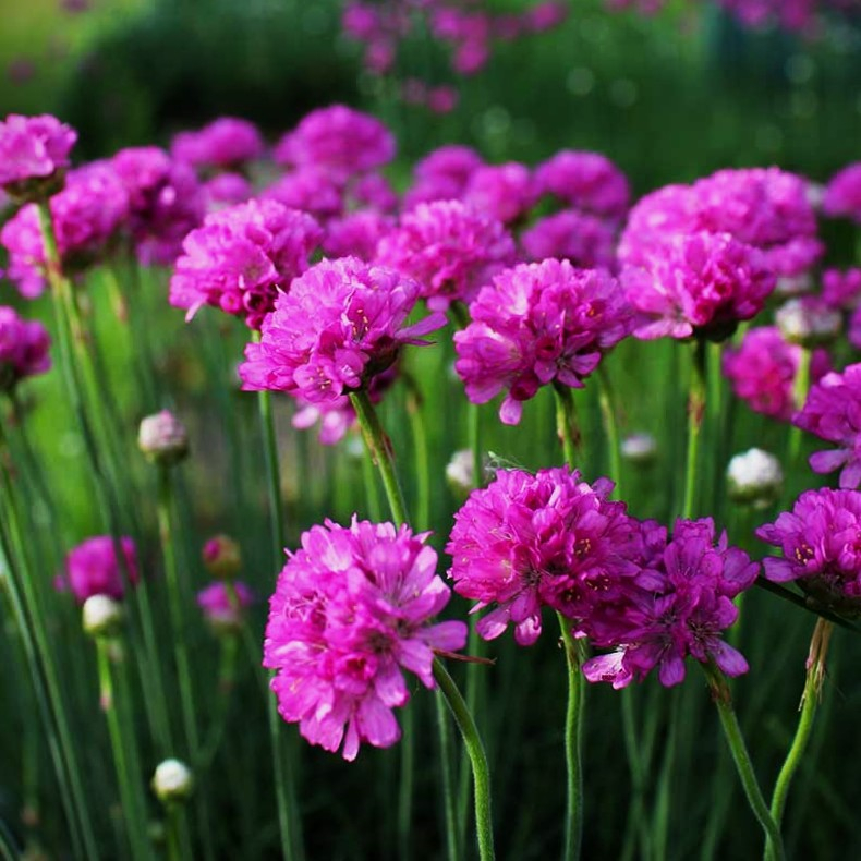Armeria maritima Splendens - Engelsk Gr�s 