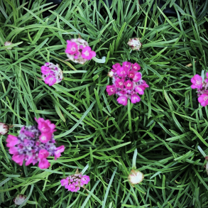 Armeria maritima Splendens - Engelsk Gr�s 
