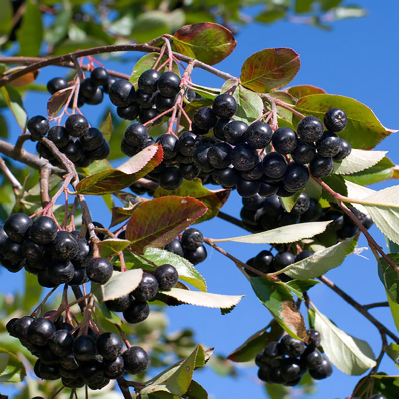 Aronia melanocarpa Hugin - Storfrugtet Surbr