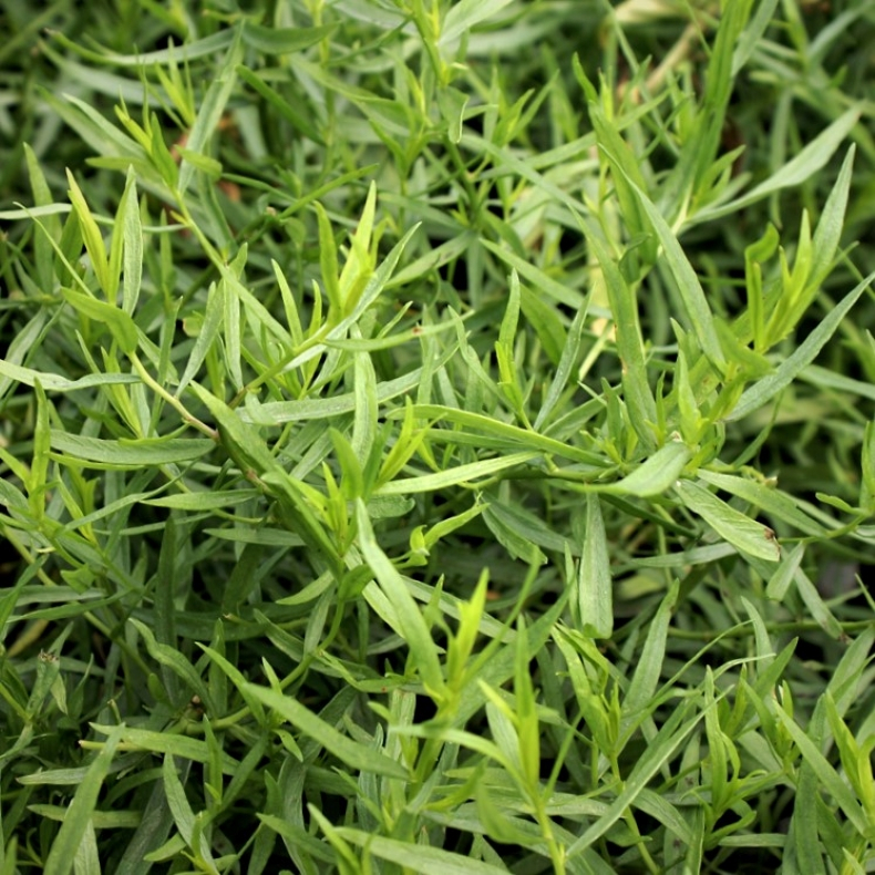 Artemisia dracunculus - Fransk Estragon