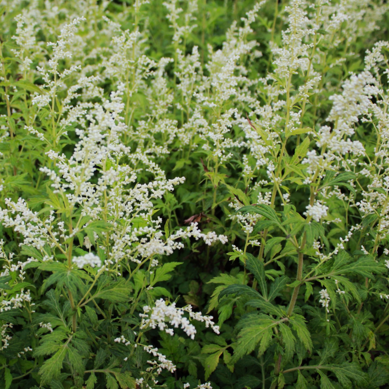 Artemisia lactiflora Elfenbein - Snebynke