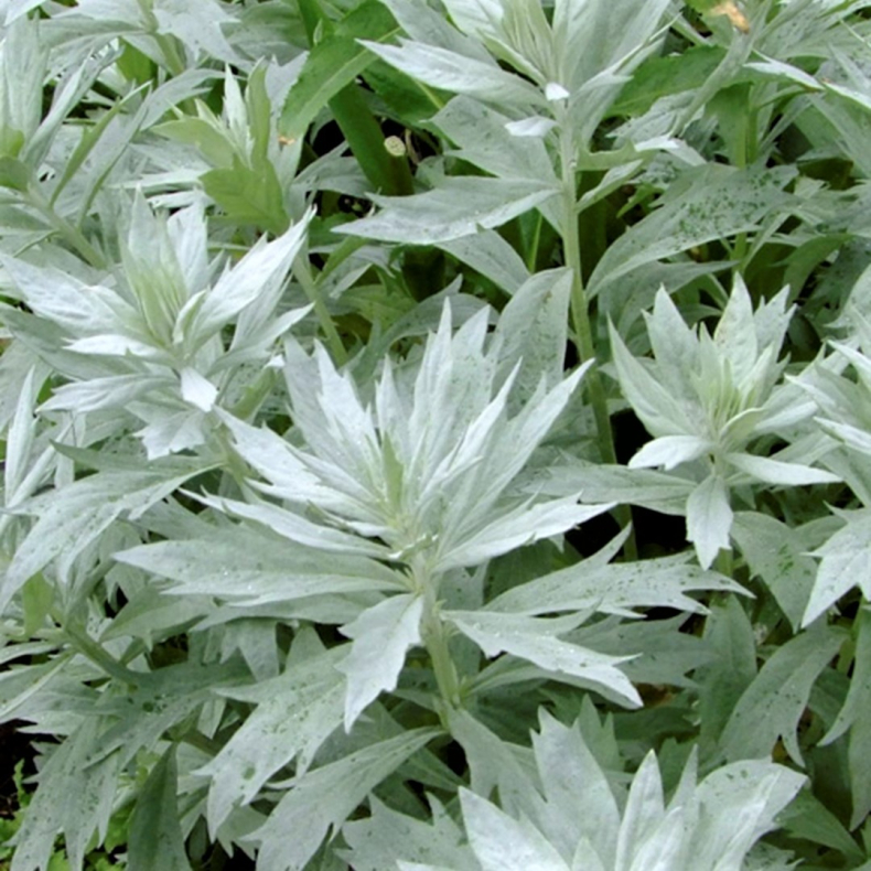 Artemisia ludoviciana Silver Queen - S�lvbynke