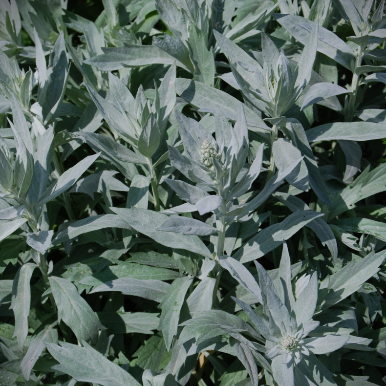Artemisia ludoviciana Valerie Finnis - Slvbynke