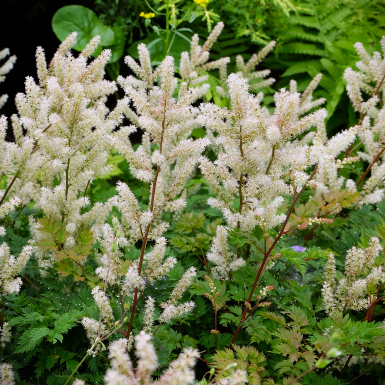 Aruncus aethusifolius Porzellan - Koreansk dv�rgfjerbusk