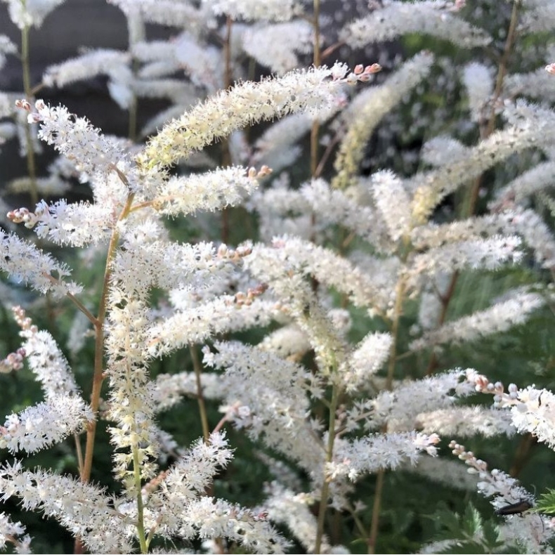 Aruncus aethusifolius Opulenz - Koreansk Fjerbusk
