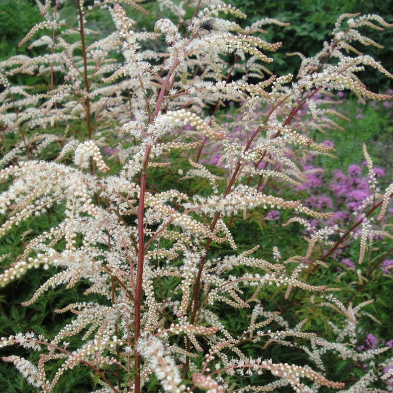 Aruncus aethusifolius Woldemar Meier - Koreansk Fjerbusk