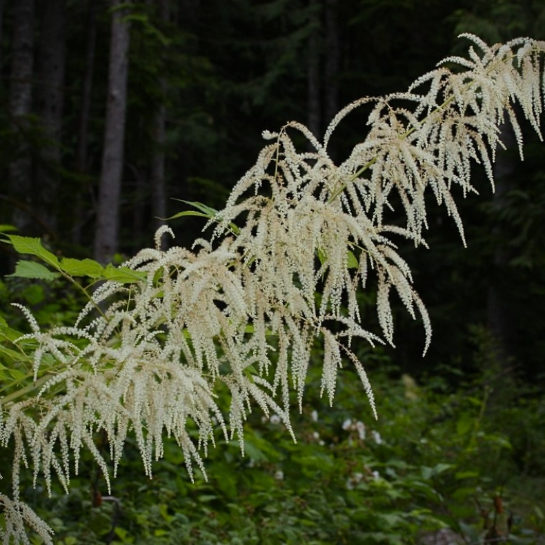 Aruncus dioicus - Kmpe Fjerbusk