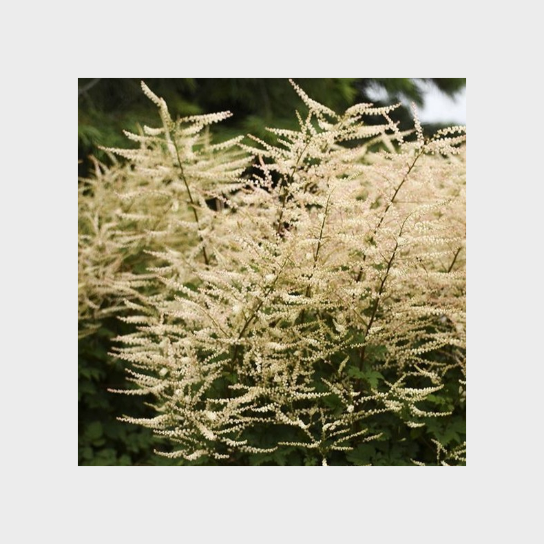 Aruncus hybrida Chantilly Lace - Fjerbusk