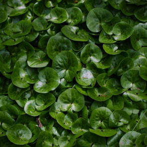 Asarum europaeum - Hasselurt