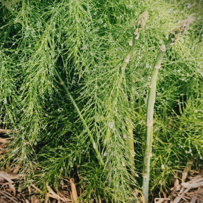 Asparagus officinalis Mary Washington - Asparges (1. �rs plante)
