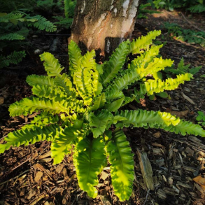 Asplenium scolopendrium Undulata - Hjortetunge