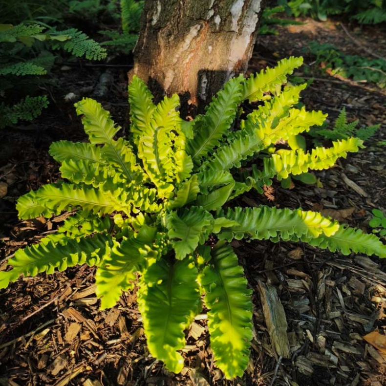 Asplenium scolopendrium Undulata - Hjortetunge