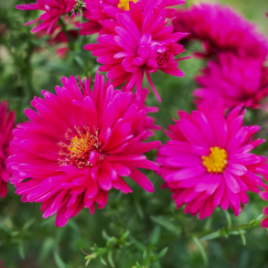Aster n.-b.  Winston Churchill - H�staster