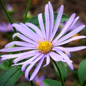 Aster Thomsonii - Nyengelsk Asters