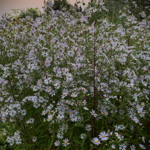 Aster White Climax - Aster 