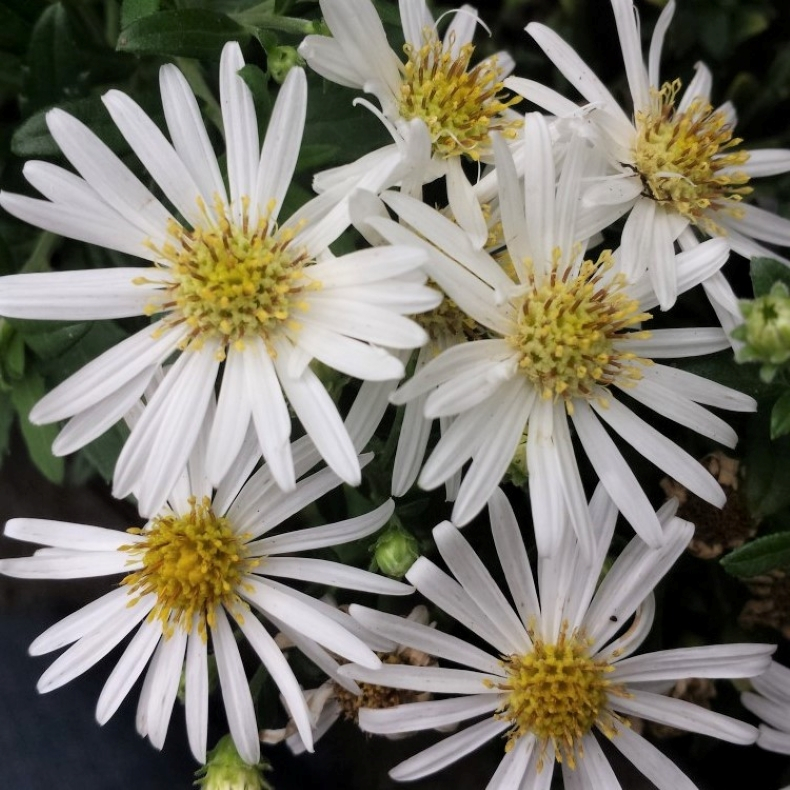 Aster ageratoides Ashvi - Japansk Aster