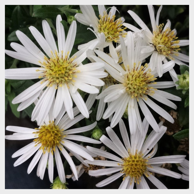 Aster ageratoides Ashvi - Japansk Aster