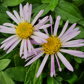 Aster ageratoides Asmo - Japansk Asters