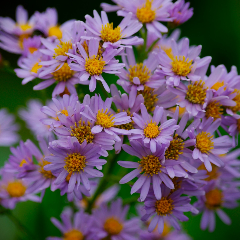 Aster ageratoides Stardust - Japansk asters