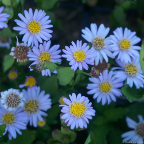 Aster ageratoides Stardust - Japansk asters