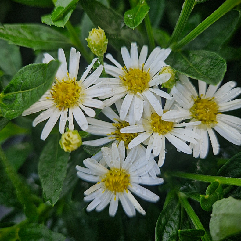 Aster ageratoides Starshine - Japansk asters