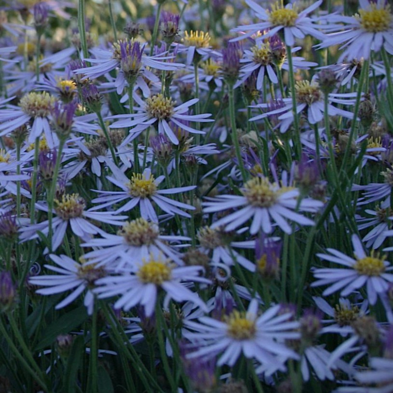 Aster ageratoides var.ovatus f.yezoensis - Japansk asters