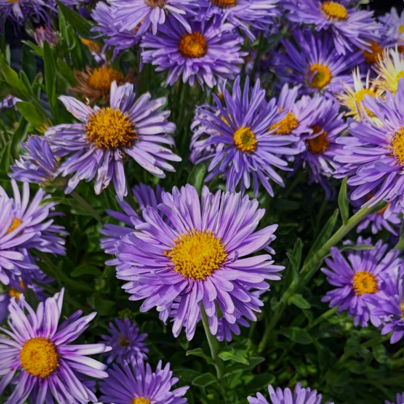 Aster alpinus Goliath - Alpeasters