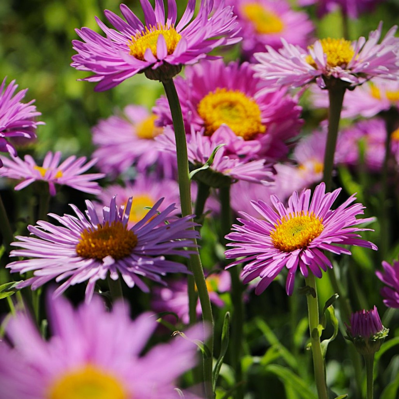Aster alpinus Happy End - Alpeasters 
