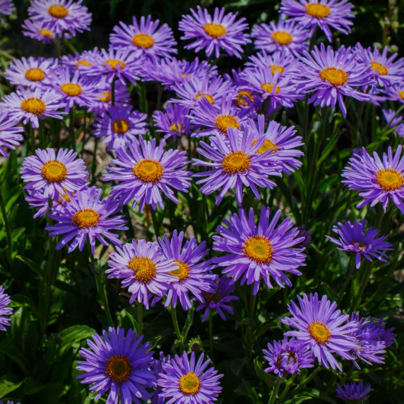 Aster alpinus  - Alpeasters